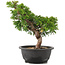 Juniperus chinensis Itoigawa, 28 cm, ± 12 Jahre alt