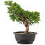 Juniperus chinensis Itoigawa, 28 cm, ± 12 years old