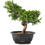 Juniperus chinensis Itoigawa, 28 cm, ± 12 jaar oud