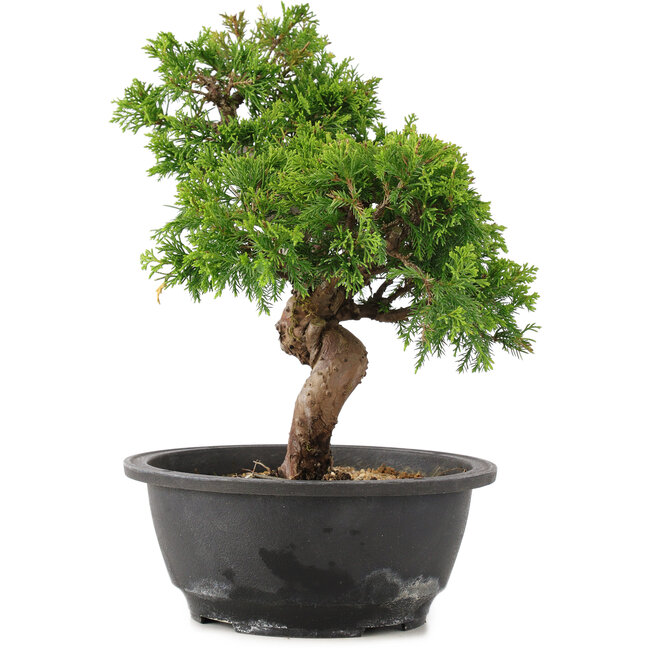 Juniperus chinensis Itoigawa, 28 cm, ± 12 Jahre alt