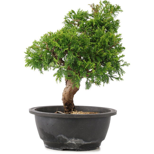 Juniperus chinensis Itoigawa, 28 cm, ± 12 ans