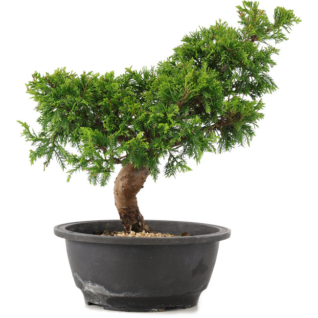 Juniperus chinensis Itoigawa, 28 cm, ± 12 ans