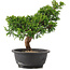 Juniperus chinensis Itoigawa, 28 cm, ± 12 Jahre alt