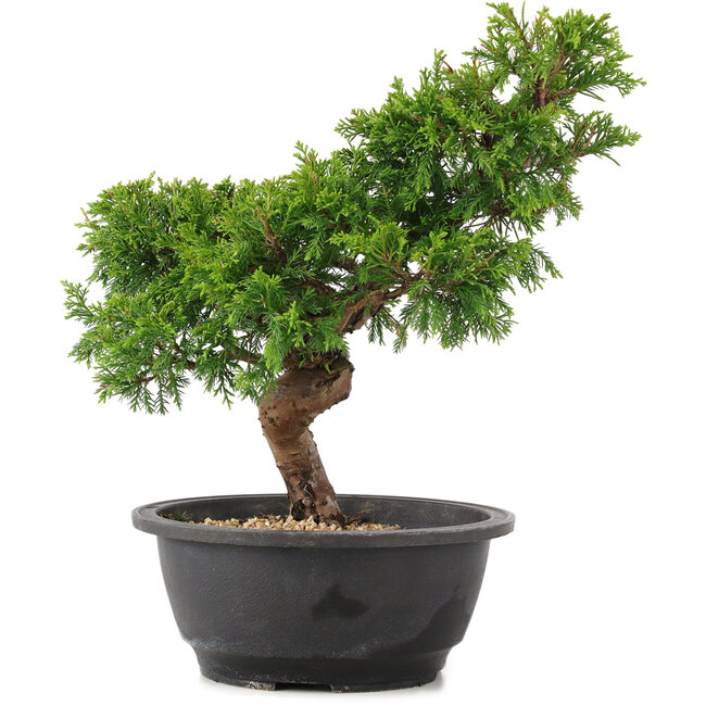 Juniperus chinensis Itoigawa, 28 cm, ± 12 ans