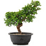 Juniperus chinensis Itoigawa, 28 cm, ± 12 jaar oud