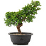 Juniperus chinensis Itoigawa, 28 cm, ± 12 years old