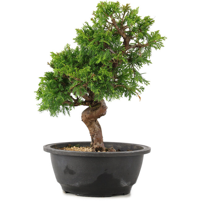 Juniperus chinensis Itoigawa, 28 cm, ± 12 ans