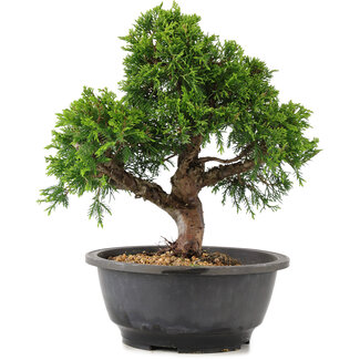 Juniperus chinensis Itoigawa, 25 cm, ± 12 years old