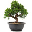 Juniperus chinensis Itoigawa, 25 cm, ± 12 jaar oud