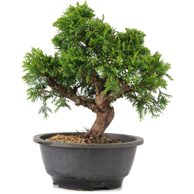 Juniperus chinensis Itoigawa, 25 cm, ± 12 ans