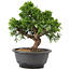 Juniperus chinensis Itoigawa, 25 cm, ± 12 jaar oud