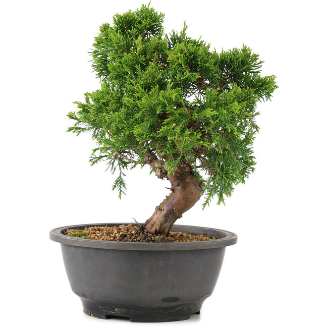 Juniperus chinensis Itoigawa, 25 cm, ± 12 ans