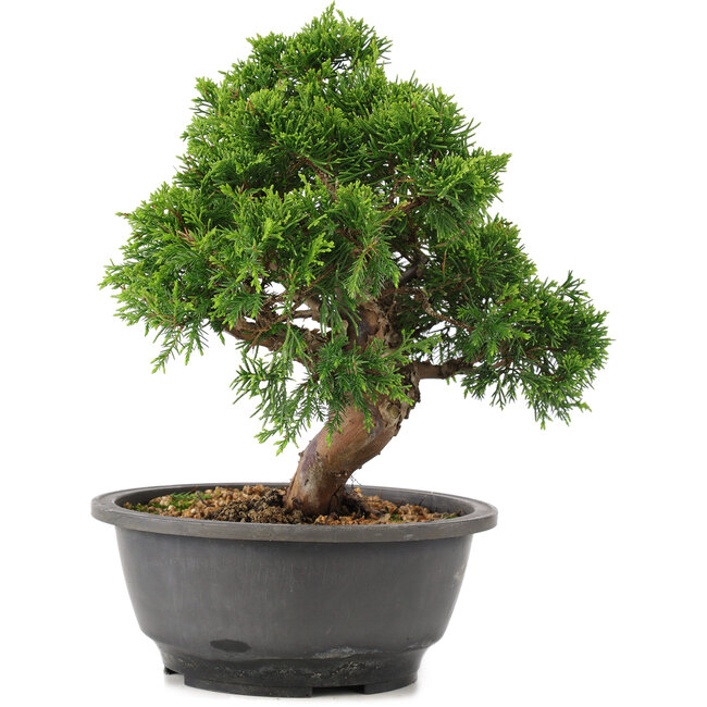 Juniperus chinensis Itoigawa, 25 cm, ± 12 years old