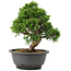 Juniperus chinensis Itoigawa, 25 cm, ± 12 anni