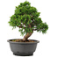 Juniperus chinensis Itoigawa, 25 cm, ± 12 años