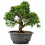 Juniperus chinensis Itoigawa, 25 cm, ± 12 anni