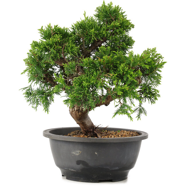 Juniperus chinensis Itoigawa, 25 cm, ± 12 jaar oud