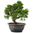 Juniperus chinensis Itoigawa, 25 cm, ± 12 anni