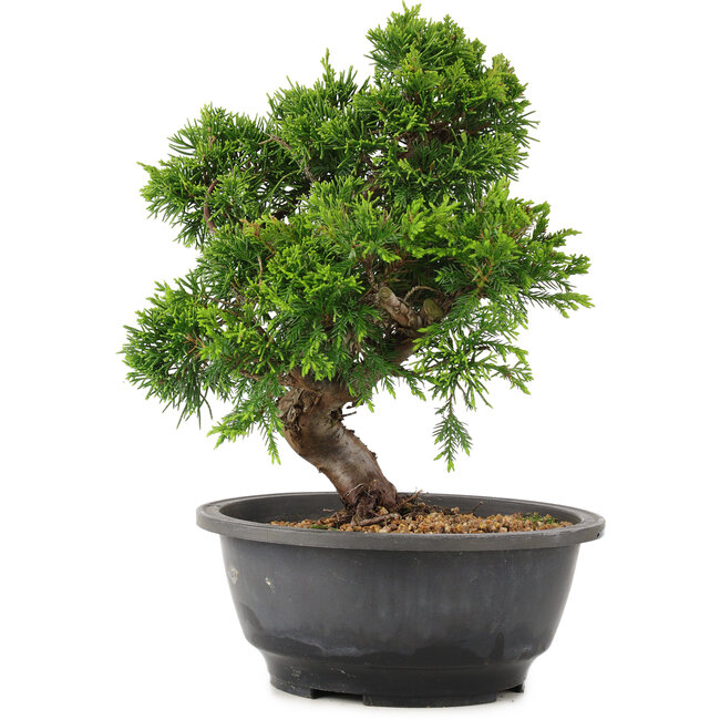 Juniperus chinensis Itoigawa, 25 cm, ± 12 ans