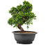 Juniperus chinensis Itoigawa, 25 cm, ± 12 jaar oud