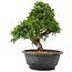 Juniperus chinensis Itoigawa, 25 cm, ± 12 ans