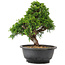 Juniperus chinensis Itoigawa, 25 cm, ± 12 jaar oud