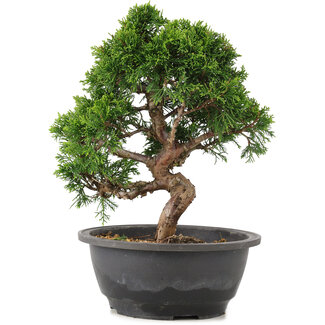 Juniperus chinensis Itoigawa, 25 cm, ± 12 años