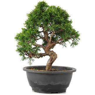 Juniperus chinensis Itoigawa, 25 cm, ± 12 jaar oud