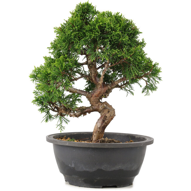 Juniperus chinensis Itoigawa, 25 cm, ± 12 años