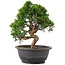 Juniperus chinensis Itoigawa, 25 cm, ± 12 ans