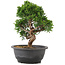 Juniperus chinensis Itoigawa, 25 cm, ± 12 jaar oud