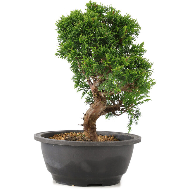 Juniperus chinensis Itoigawa, 25 cm, ± 12 years old