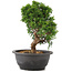 Juniperus chinensis Itoigawa, 25 cm, ± 12 ans