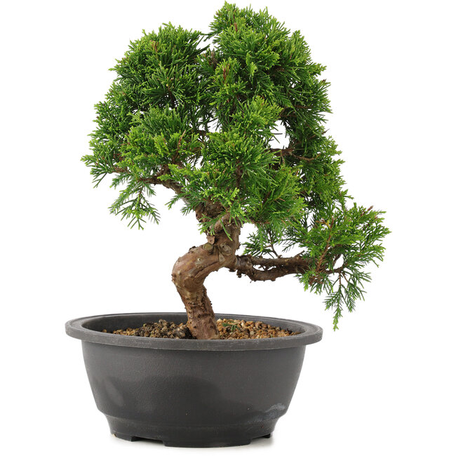 Juniperus chinensis Itoigawa, 25 cm, ± 12 ans