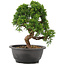 Juniperus chinensis Itoigawa, 25 cm, ± 12 years old