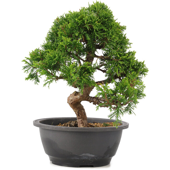 Juniperus chinensis Itoigawa, 25 cm, ± 12 anni