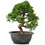 Juniperus chinensis Itoigawa, 25 cm, ± 12 jaar oud