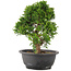 Juniperus chinensis Itoigawa, 25 cm, ± 12 jaar oud