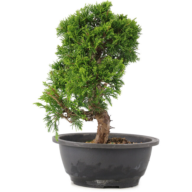 Juniperus chinensis Itoigawa, 25 cm, ± 12 anni