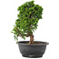 Juniperus chinensis Itoigawa, 25 cm, ± 12 years old