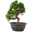 Juniperus chinensis Itoigawa, 25 cm, ± 12 jaar oud