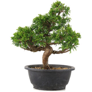 Juniperus chinensis Itoigawa, 26,5 cm, ± 12 jaar oud