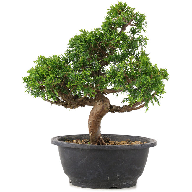Juniperus chinensis Itoigawa, 26,5 cm, ± 12 años