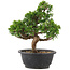 Juniperus chinensis Itoigawa, 26,5 cm, ± 12 anni