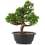 Juniperus chinensis Itoigawa, 26,5 cm, ± 12 años