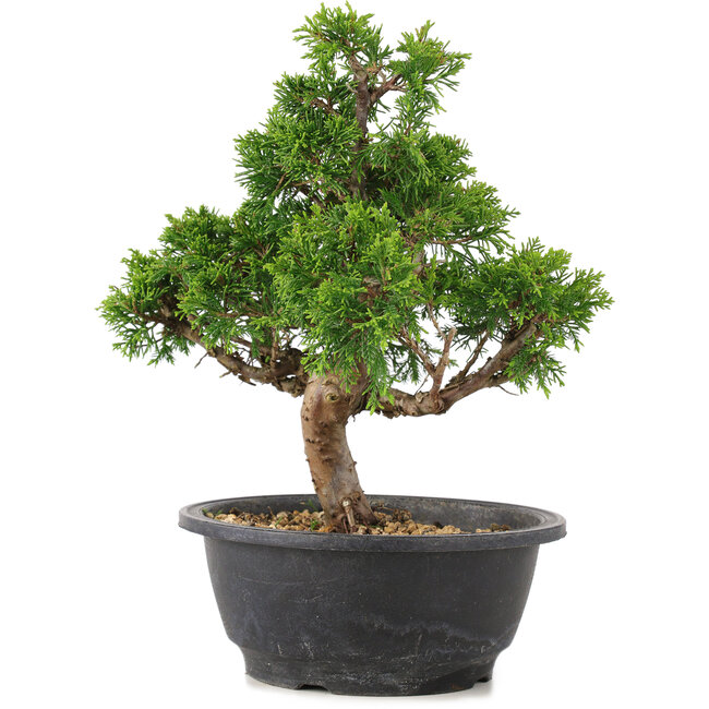 Juniperus chinensis Itoigawa, 26,5 cm, ± 12 years old