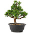 Juniperus chinensis Itoigawa, 26,5 cm, ± 12 jaar oud