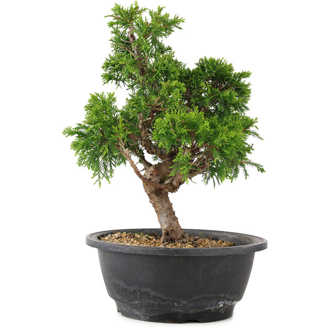 Juniperus chinensis Itoigawa, 26,5 cm, ± 12 ans