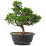 Juniperus chinensis Itoigawa, 26,5 cm, ± 12 anni