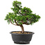 Juniperus chinensis Itoigawa, 26,5 cm, ± 12 jaar oud